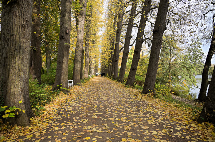 Herbstliche  Lindenallee .jpg