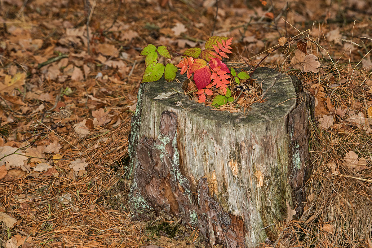 Herbstlicher Baumstumpf