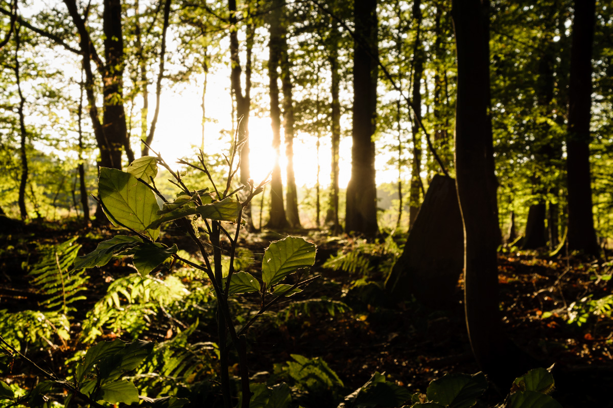 Herbstlicher Sonnenuntergang im Wald