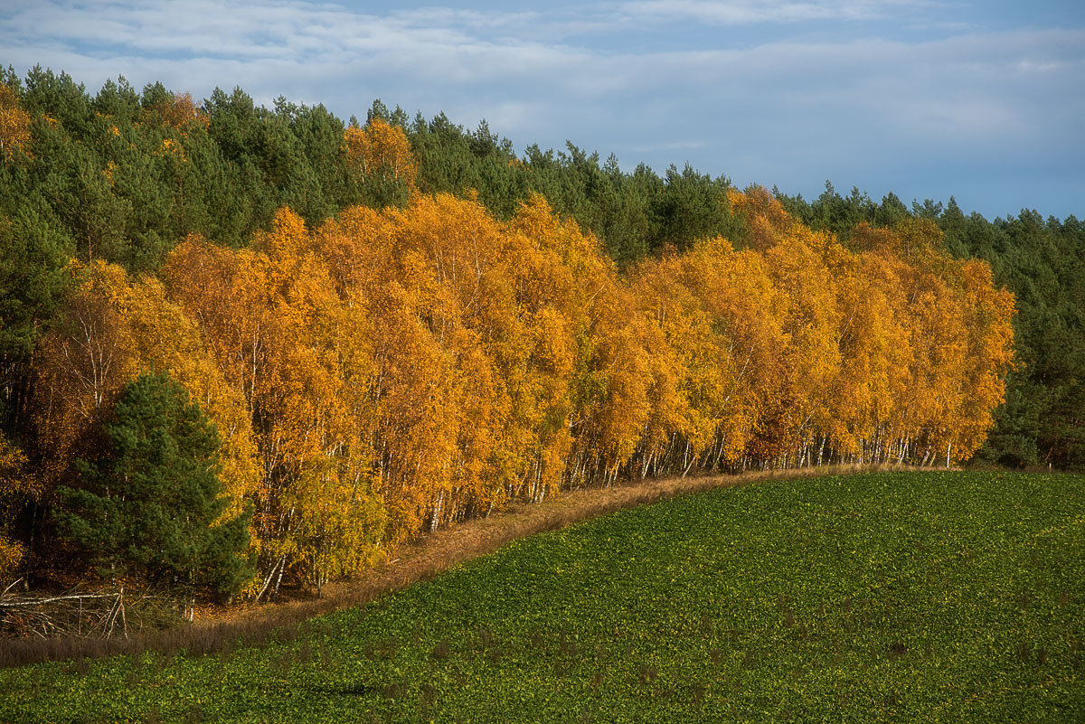 Herbstlicher Waldrand