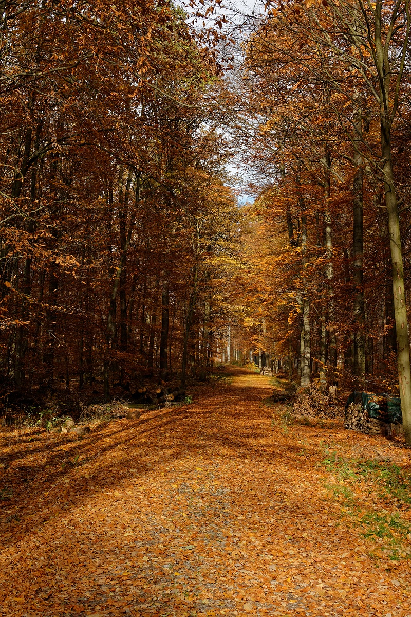 Herbstlicher Waldweg