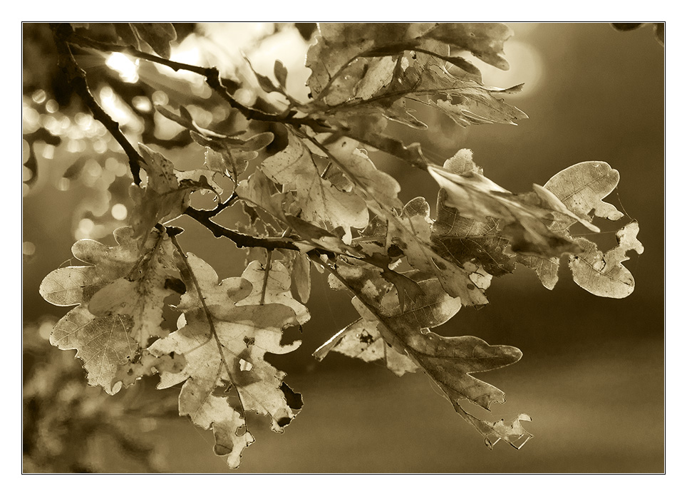 herbstliches Gegenlicht 2 sephia