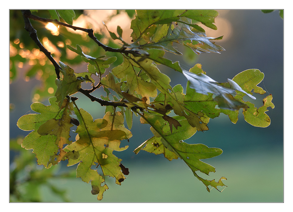 herbstliches Gegenlicht 2