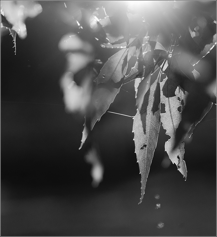 herbstliches Gegenlicht sw