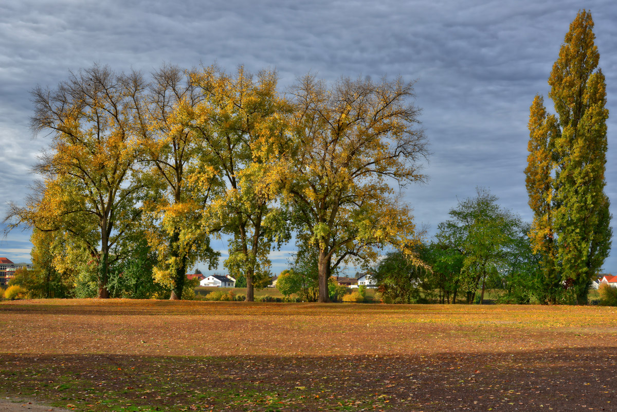 herbstliches ladenburg 1200