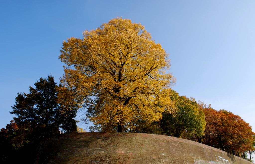 Herbstliches