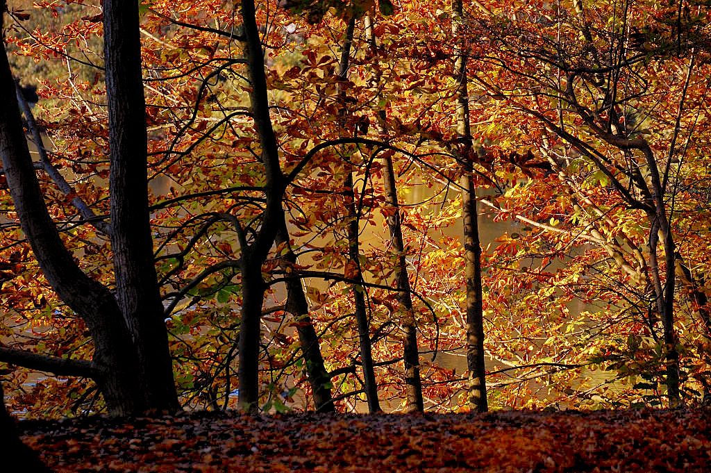 Herbstlicht 6mit Bäumen0001