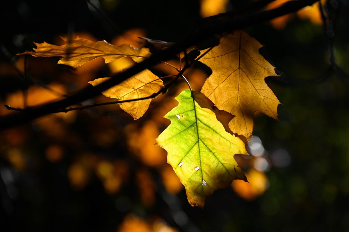 Herbstlicht.jpg