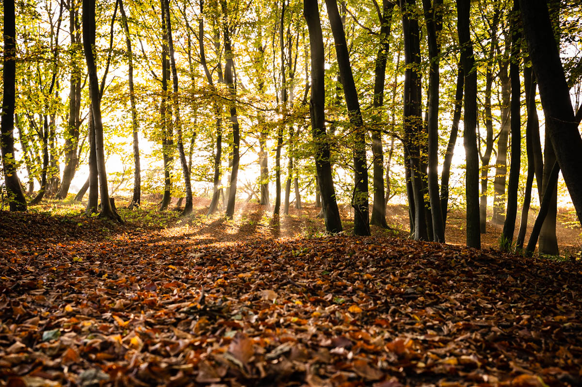 Herbstlicht
