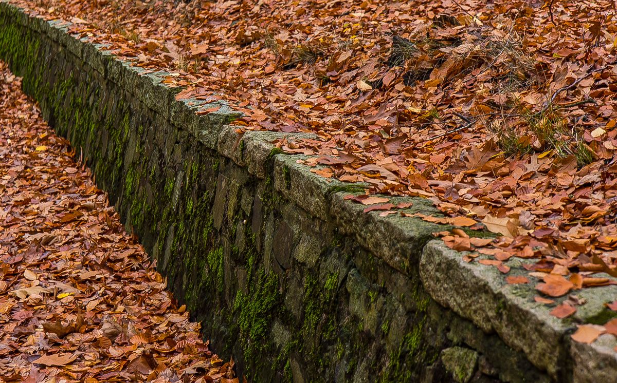 Herbstmauer (1 von 1).JPG