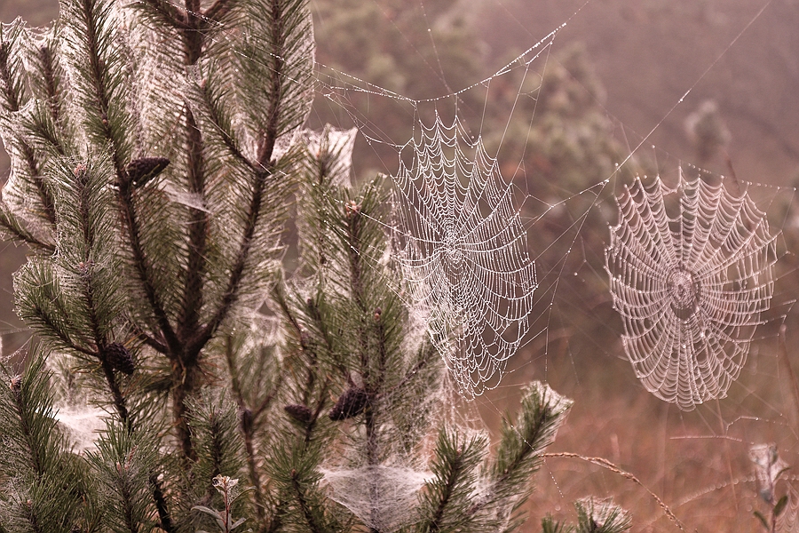 Herbstmorgen