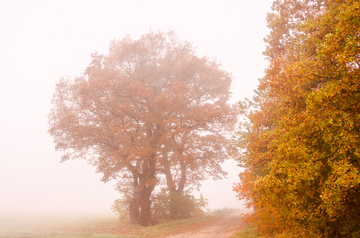 Herbstnebel 1