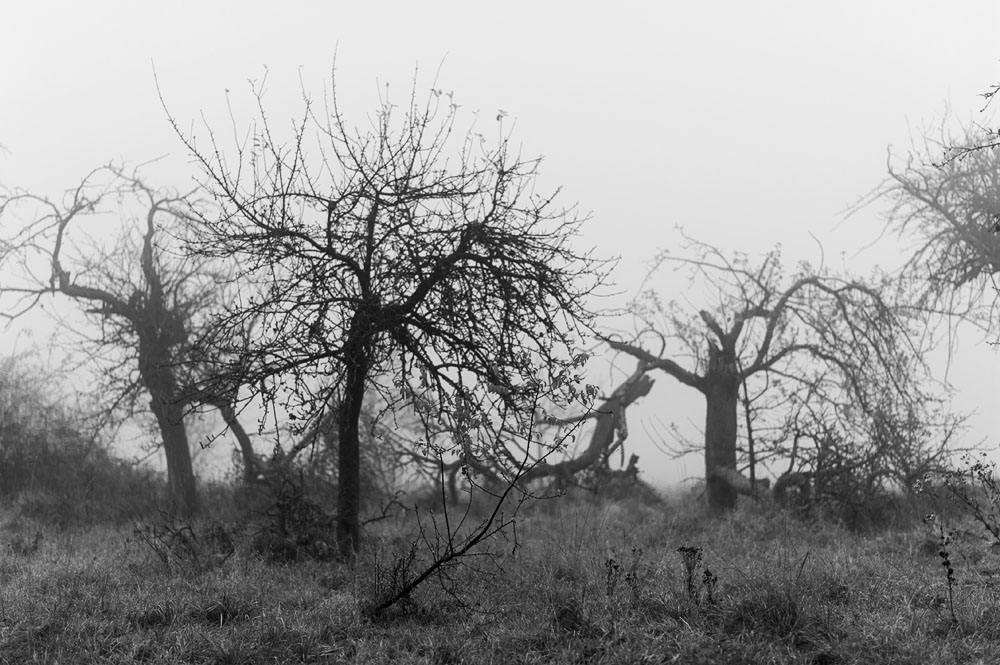 Herbstnebel
