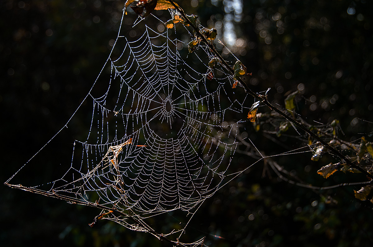 Herbstperlen 3