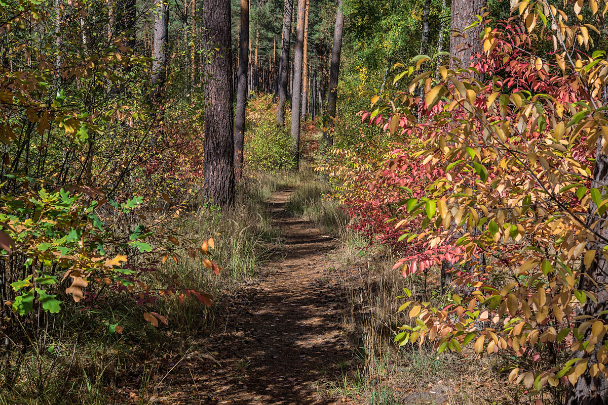 Herbstpfad