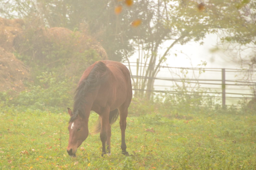 Herbstpferd
