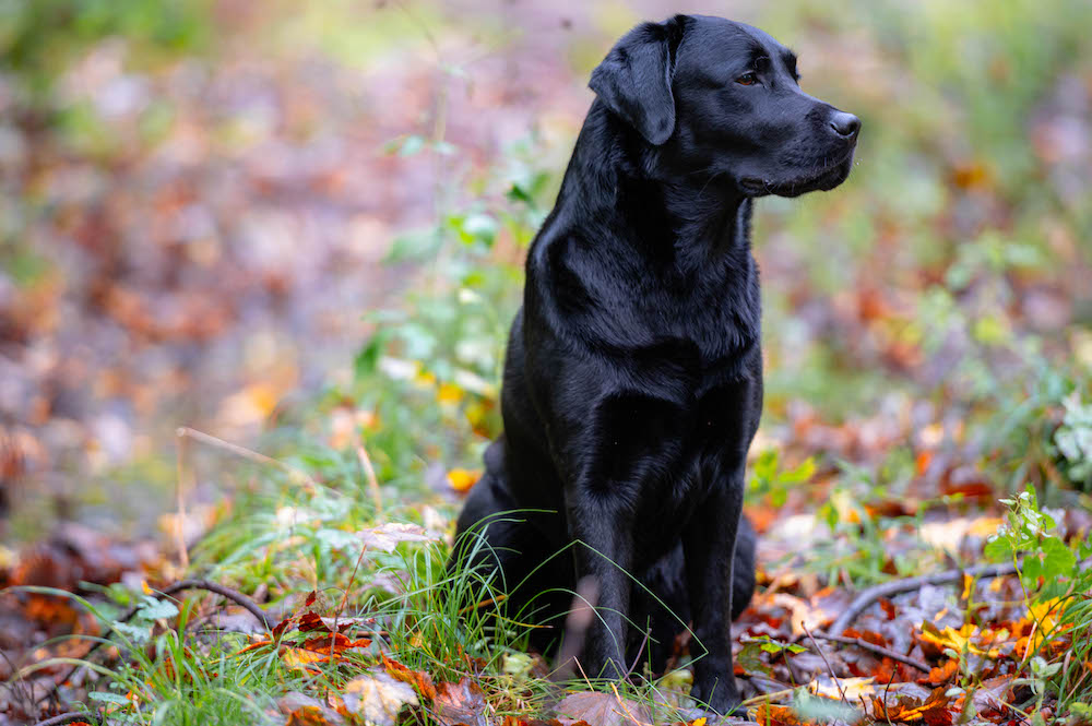 Herbstportrait