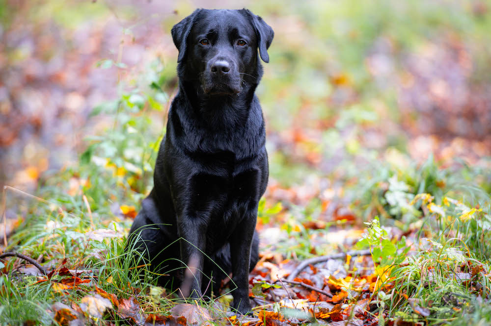 Herbstportrait