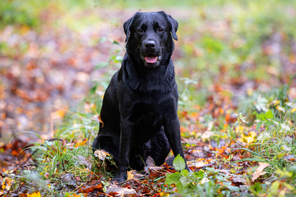 Herbstportrait