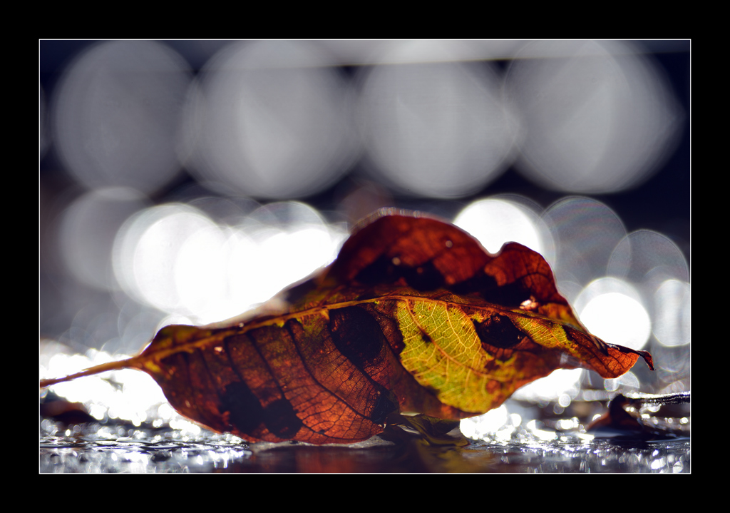 HerbstPZ1 1609