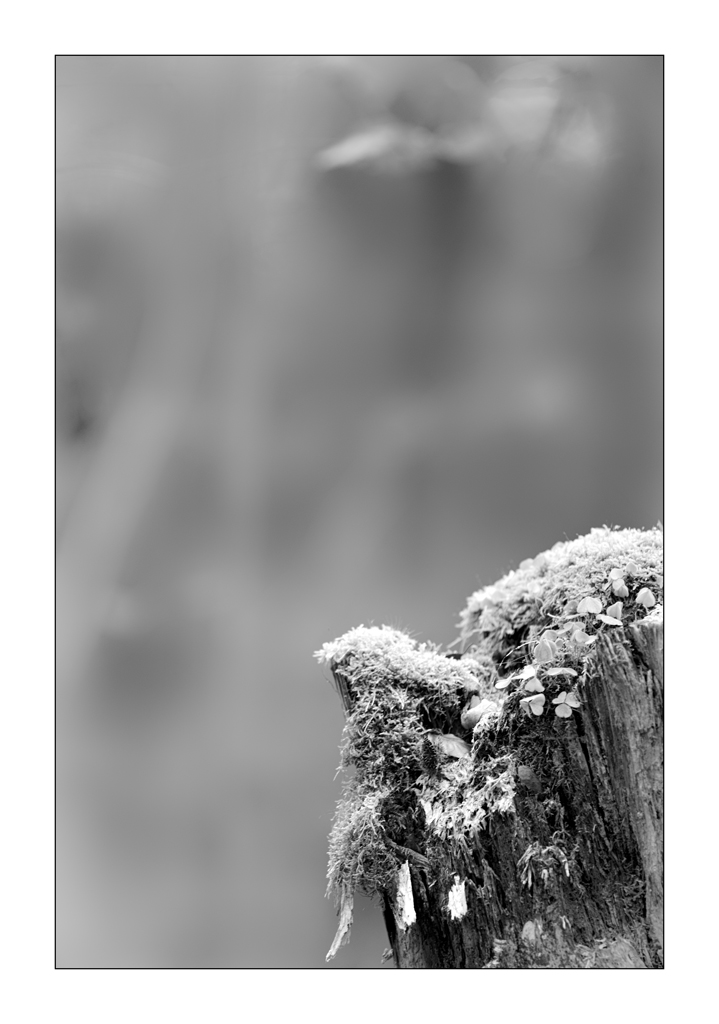 HerbstPZ1 3116