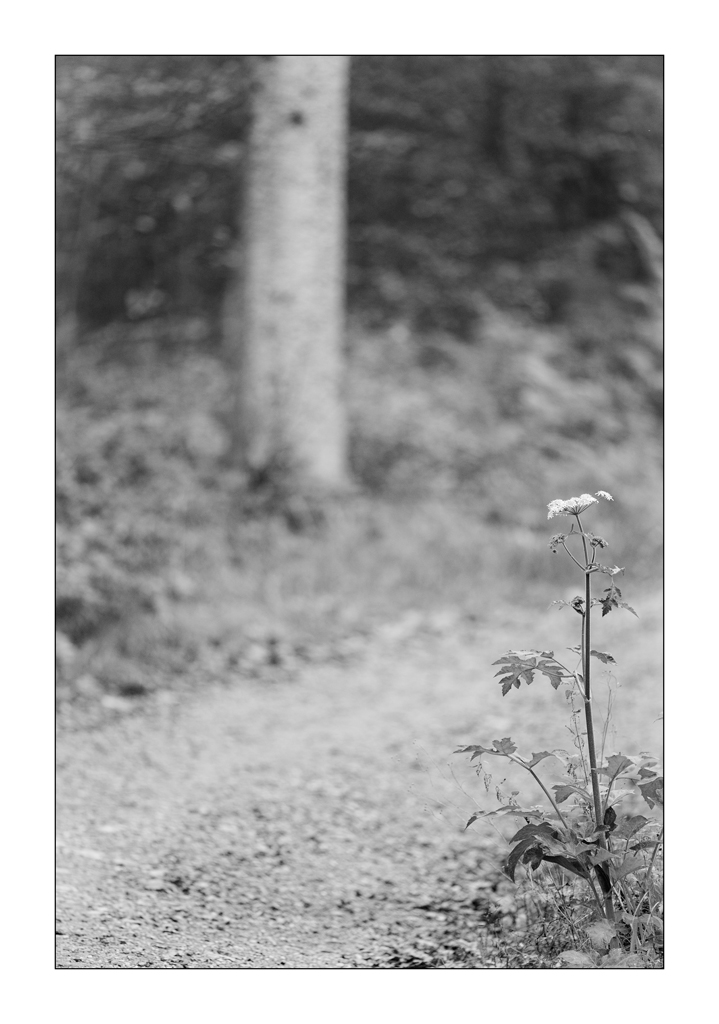HerbstPZ1 3117
