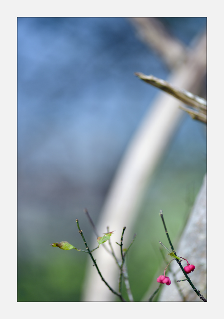 HerbstPZ1 3132