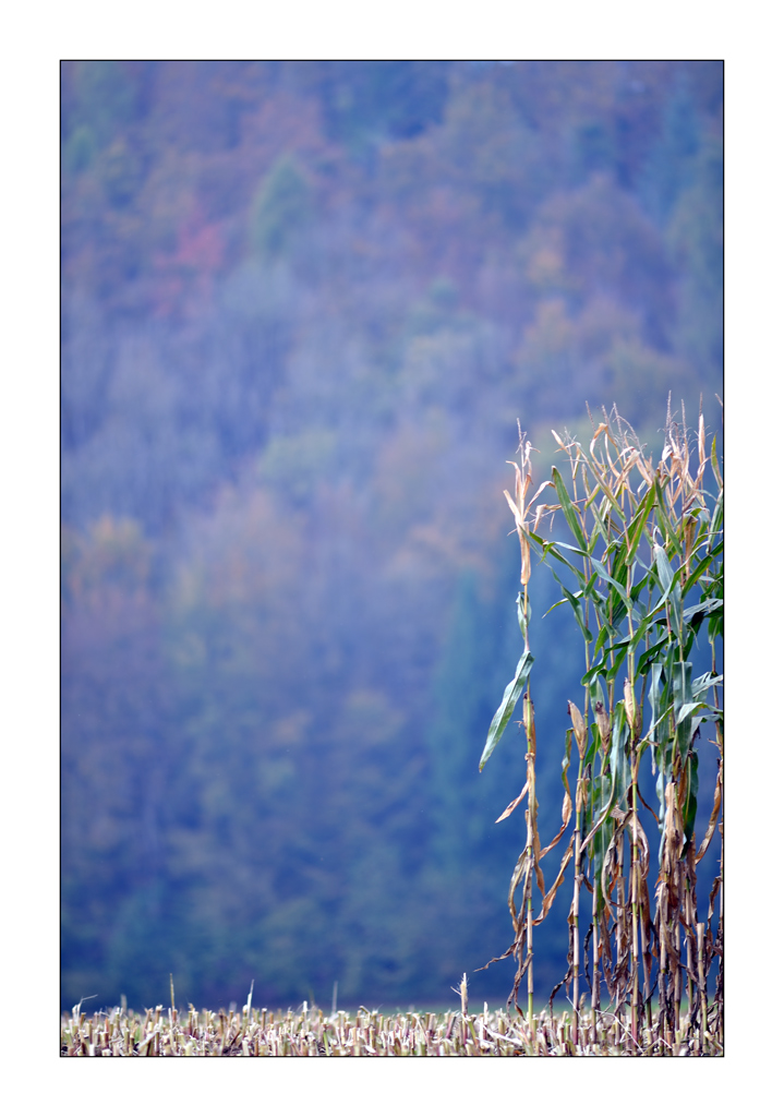 HerbstPZ1 3135