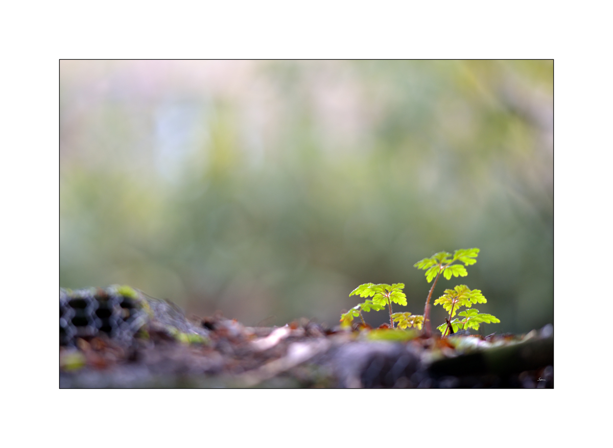 HerbstPZ1 4068