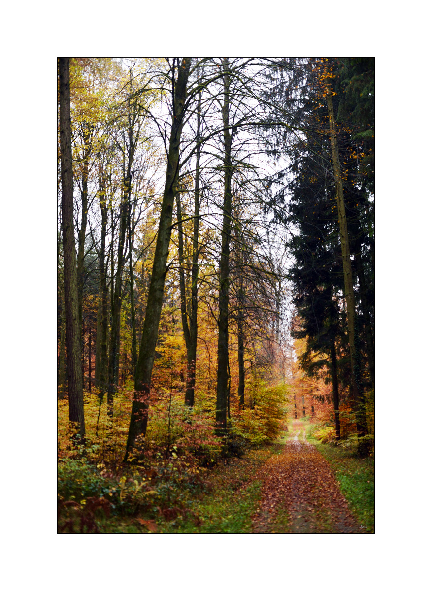 HerbstPZ1 7905 00003