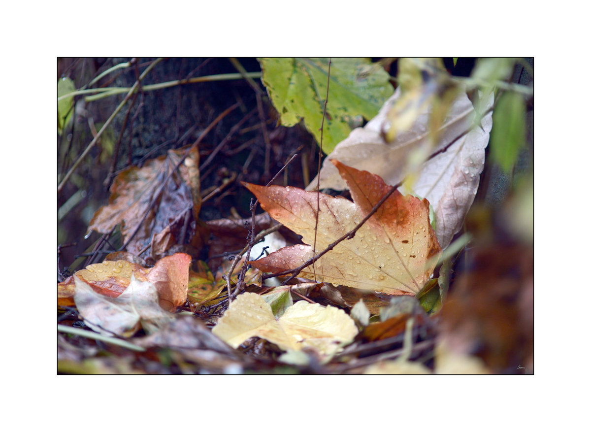 HerbstPZ1 7913 00008