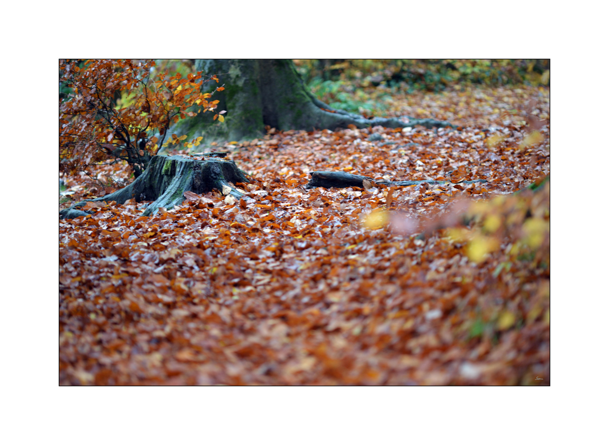 HerbstPZ1 7917 00012