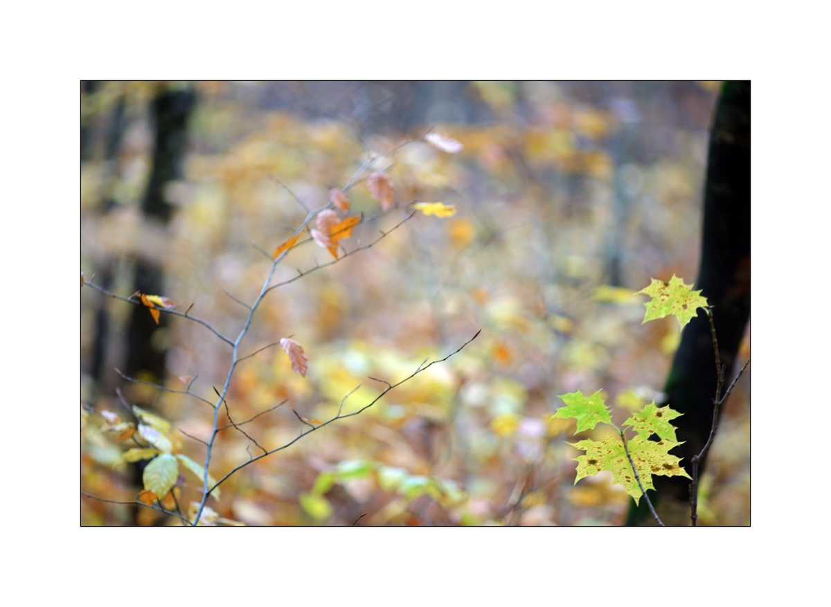 HerbstPZ1 7920 00015