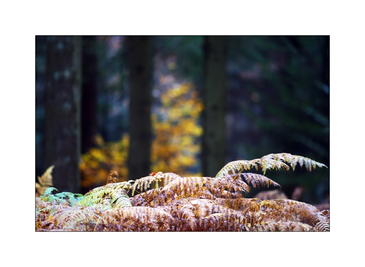 HerbstPZ1 7925 00020