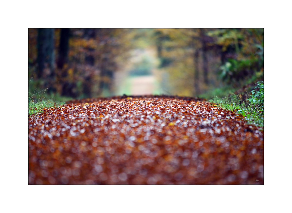 HerbstPZ1 7926 00021