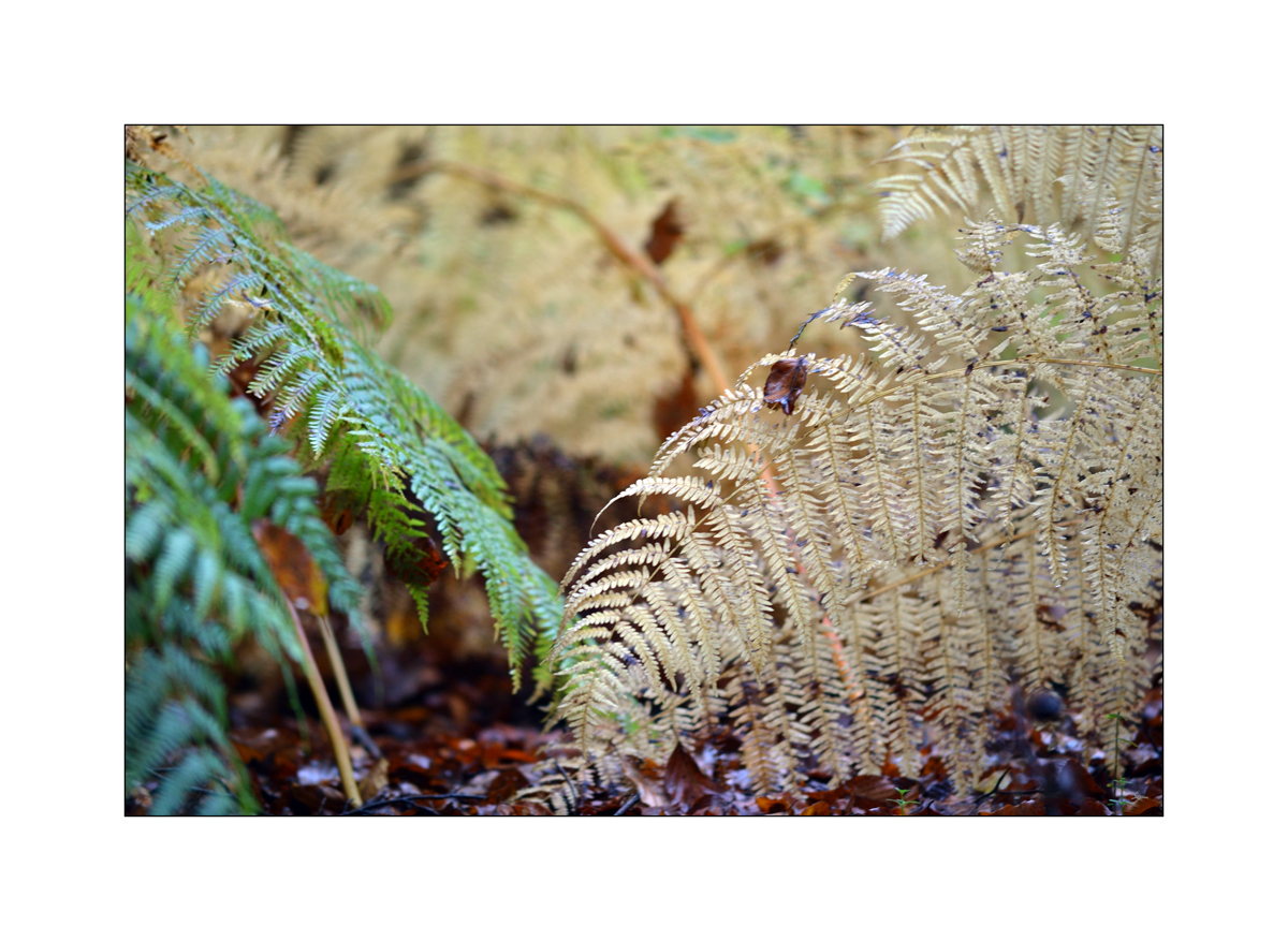 HerbstPZ1 7928 00022