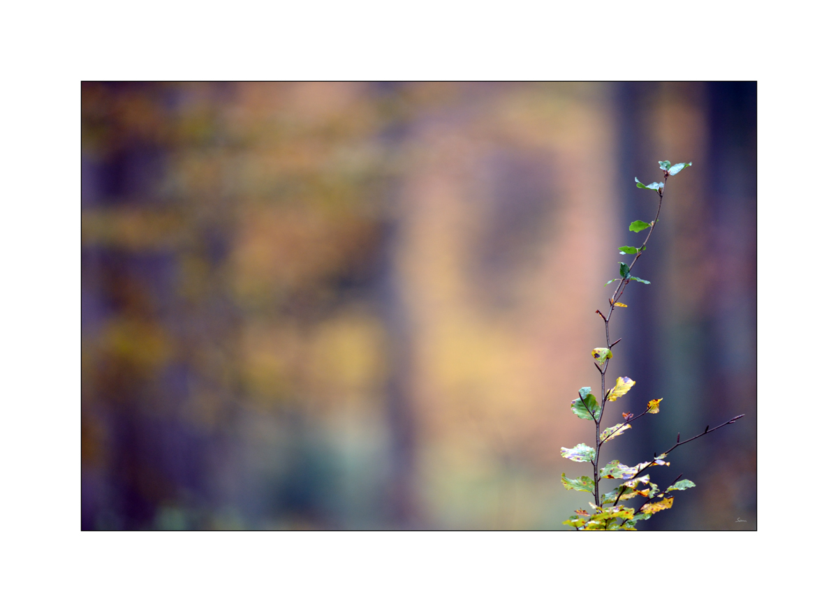 HerbstPZ1 7933 00025