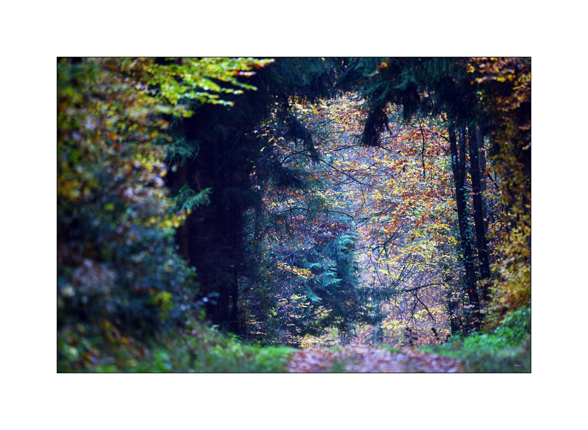 HerbstPZ1 7939 00031