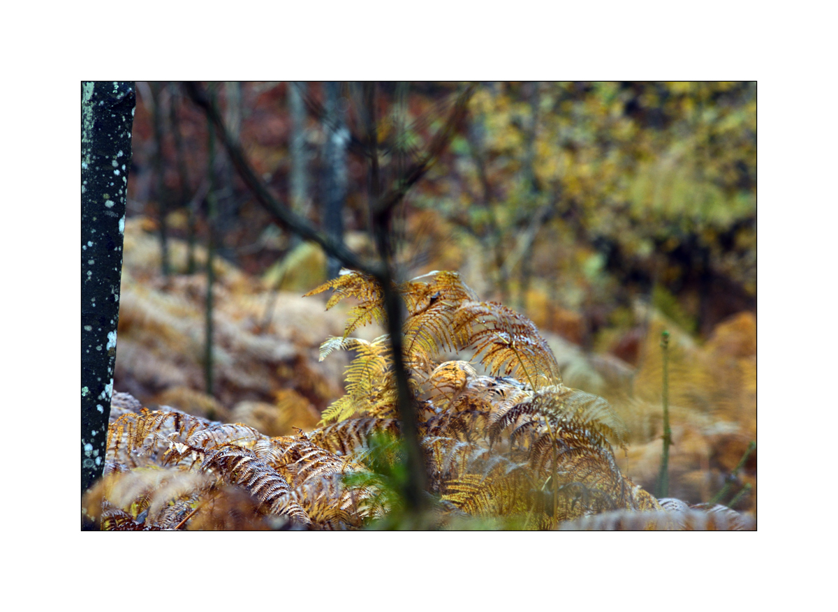 HerbstPZ1 7947 00038
