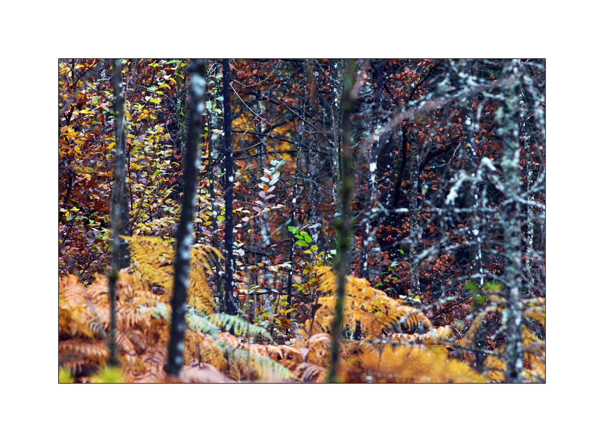 HerbstPZ1 7948 00039
