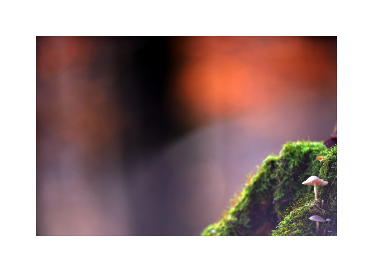 HerbstPZ1 8147 00012