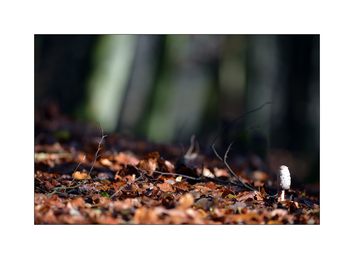 HerbstPZ1 8152 00017