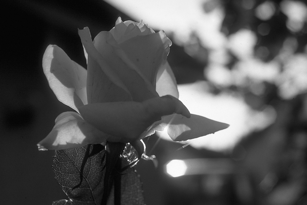 Herbstrose in SW 2 1024x683