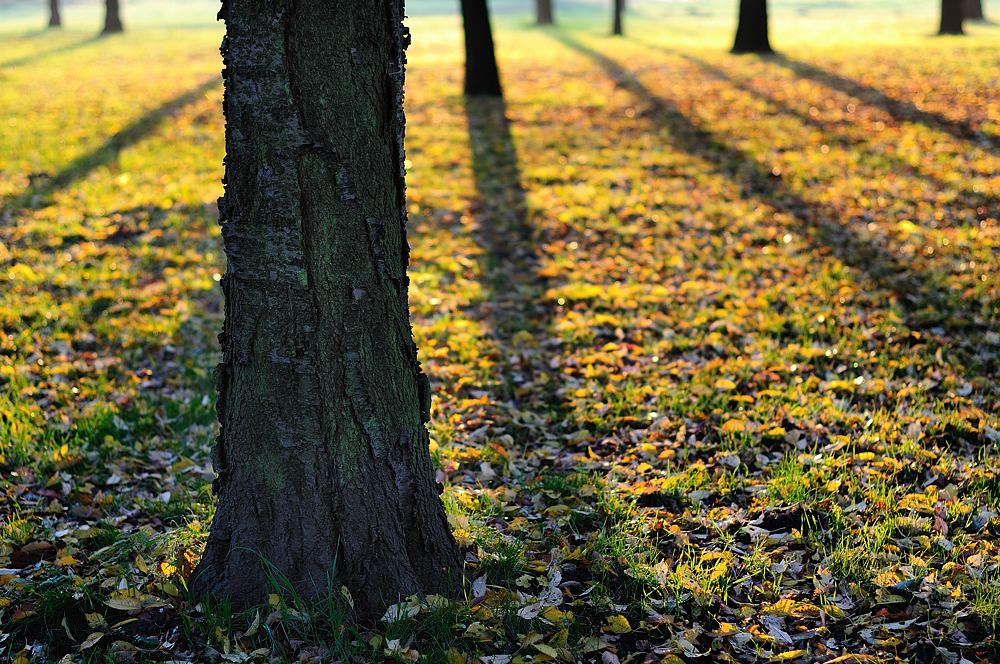 Herbstschatten