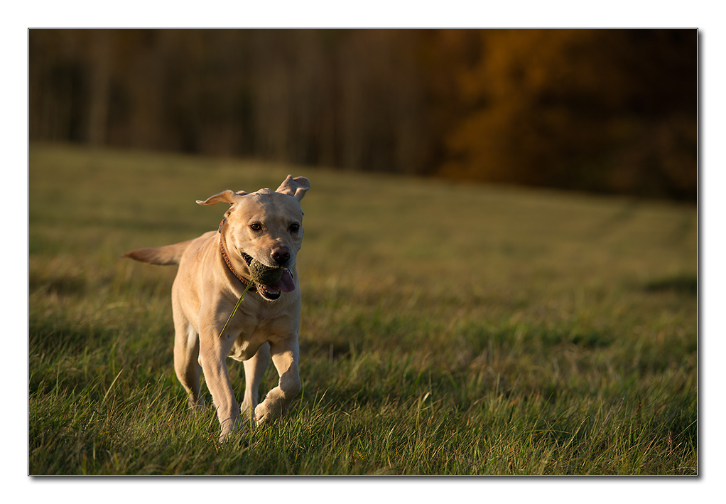 herbstsina