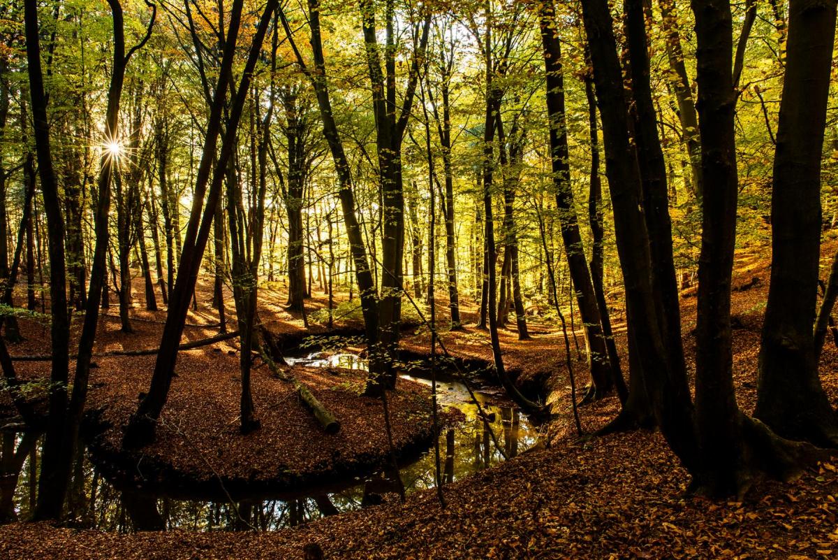 Herbstsonne
