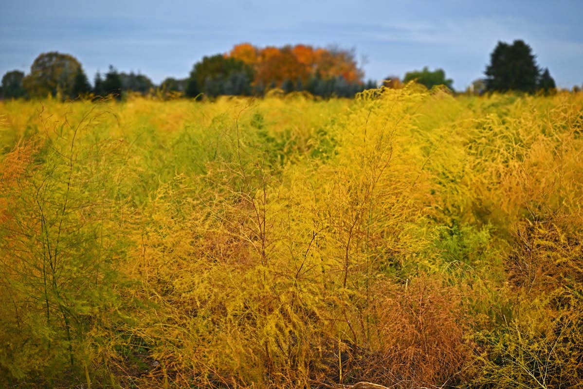 Herbstspargel 3_1.jpg