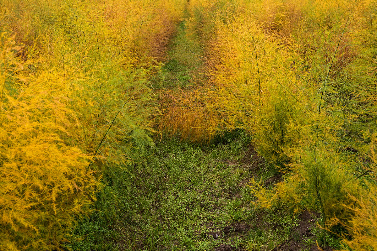 Herbstspargel