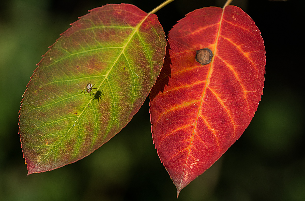 Herbstspinne