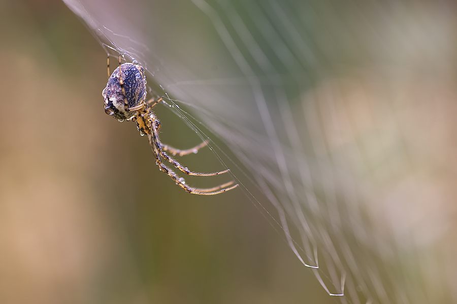 herbstspinne5